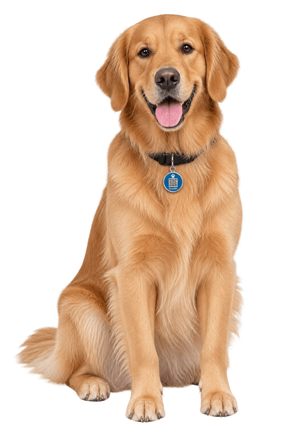 Cachorro com a tag FarejaPet na coleira